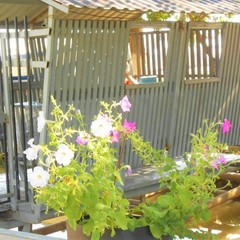 Отель Пшандра / Pshandra Hotel, Гудаута