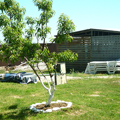 Отель Пшандра / Pshandra Hotel, Гудаута