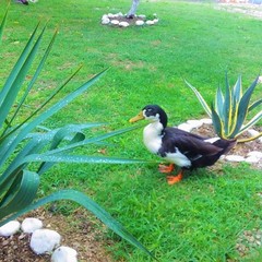 Отель Пшандра / Pshandra Hotel, Гудаута