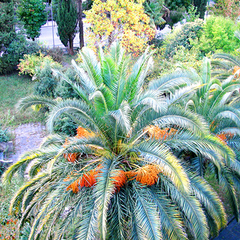 Санаторий Сана / Sana, Гагра