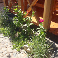 Гостевой дом Алекса (бывш. У Александры), Пицунда