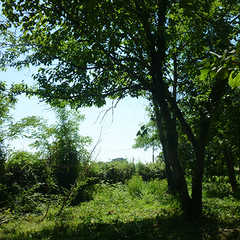 Отель Кистрик, Гудаута