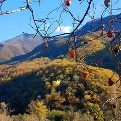 Отель Грас / Grass Hotel, Гагра