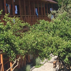 Гостевой дом Алекса (бывш. У Александры), Пицунда