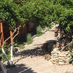 Гостевой дом Алекса (бывш. У Александры), Пицунда