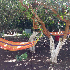 Гостевой дом Алекса (бывш. У Александры), Пицунда