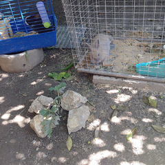 Гостевой дом Алекса (бывш. У Александры), Пицунда