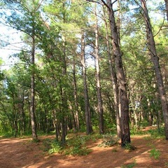 Гостиница  Санта-София / Santa-Sofia Hotel, Пицунда
