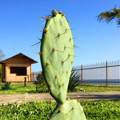 Отель Инжир Вилладж / Injir Village Hotel, Гудаута