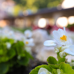 Гостиница Никополи, Гудаута