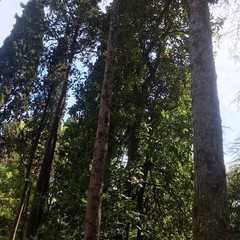 Отель Родина, Гудаута