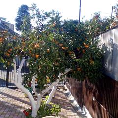 Гостиница Анна Сария , Гагра