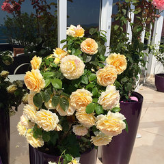 Отель Константа, Новый Афон