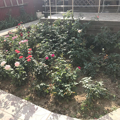 Отель Кристалл, Гагра