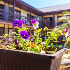 Отель Пекан / Pekan Hotel, Гагра