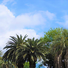 Отель Рива Дель Маре / Riva Del Mare , Гагра