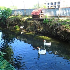 База отдыха Абхазский двор, Пицунда