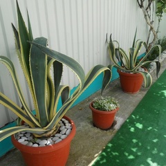 Гостевой дом У Руслана, Гагра