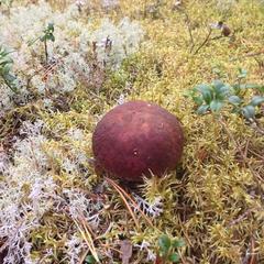 База отдыха Ниска / Niska, Республика Карелия