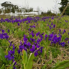 Коттедж Green Forest, Республика Хакасия