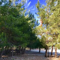 Мини-отель Мандарин, Пицунда