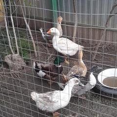 Гостевой дом Тихая улочка, Таруса, Калужская область