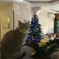 Отель Флора, Адлер, Краснодарский край