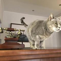 Отель Флора, Адлер, Краснодарский край