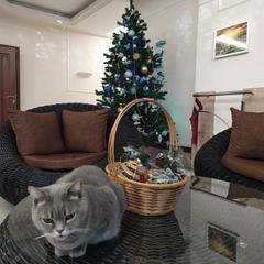 Отель Флора, Адлер, Краснодарский край