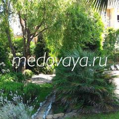 Отель Медовая, Адлер, Краснодарский край