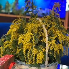 Отель Медовая, Адлер, Краснодарский край