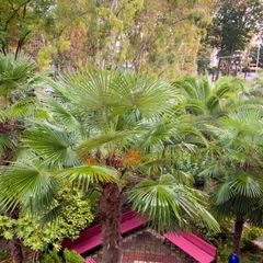 Отель Мечта, Адлер, Краснодарский край