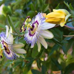 Гостевой дом Вилла Босса, Адлер, Краснодарский край