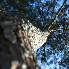 Гостевой дом Вилла Босса, Адлер, Краснодарский край