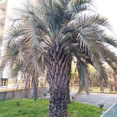 Гостевой дом Эллаиса, Адлер, Краснодарский край