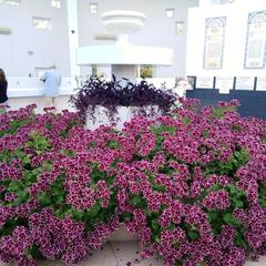 Гостевой дом Эллаиса, Адлер, Краснодарский край