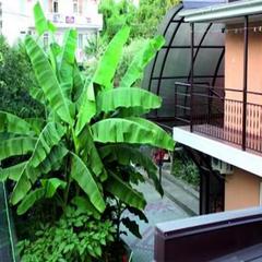 Гостевой дом Амур, Адлер, Краснодарский край