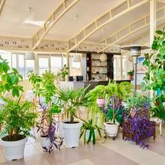 Гостиница Аристократ, Адлер, Краснодарский край