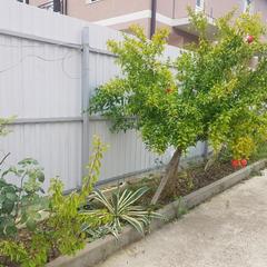 Гостевой дом Муш, Адлер, Краснодарский край