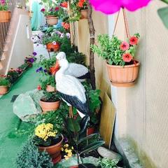 Гостевой дом Антонина, Адлер, Краснодарский край