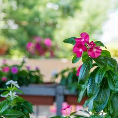 Гостевой дом Закат, Адлер, Краснодарский край