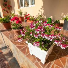 Гостевой дом Дельфин, Адлер, Краснодарский край