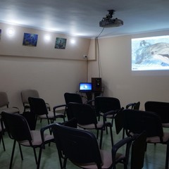 Гостевой дом Дельфин, Адлер, Краснодарский край