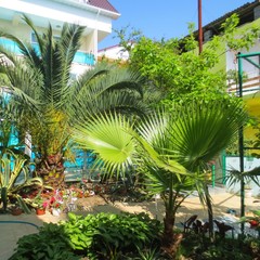 Гостевой дом Дельфин, Адлер, Краснодарский край