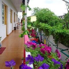 Гостевой дом Дельфинчик, Адлер, Краснодарский край