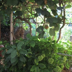 Гостевой дом Ветерок, Адлер, Краснодарский край