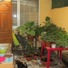 Гостевой дом Ветерок, Адлер, Краснодарский край