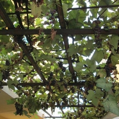 Гостевой дом Ветерок, Адлер, Краснодарский край