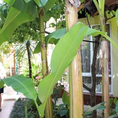 Гостиница Колибри на Просвещения, Адлер, Краснодарский край