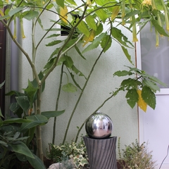 Гостиница Колибри на Просвещения, Адлер, Краснодарский край